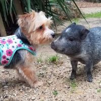 Lake Conroe RV Park ico