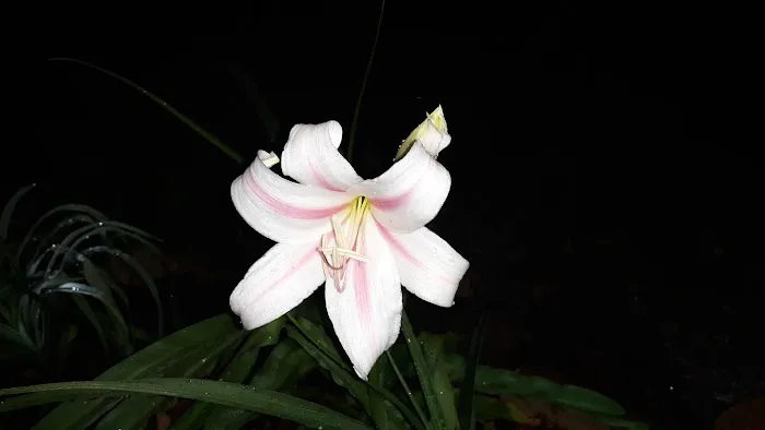 Hickabilly Heaven RV Park Picture 2