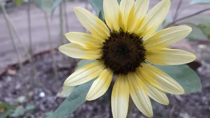 Hickabilly Heaven RV Park Picture 3