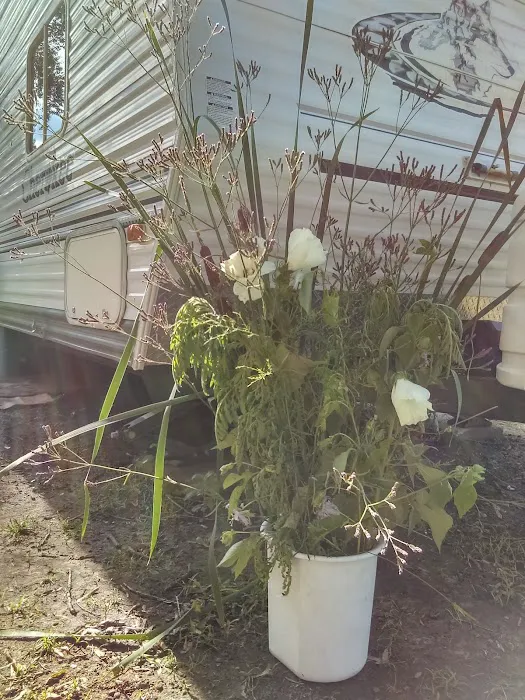 Pecanland Mobile Home & R.V. Park Picture 4