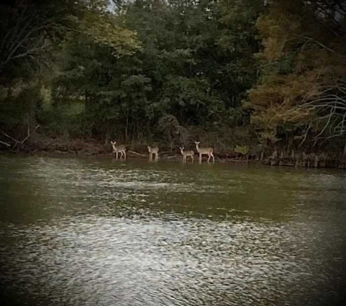 Bayou Bonne Idee RV PARK and one cabin Picture 4