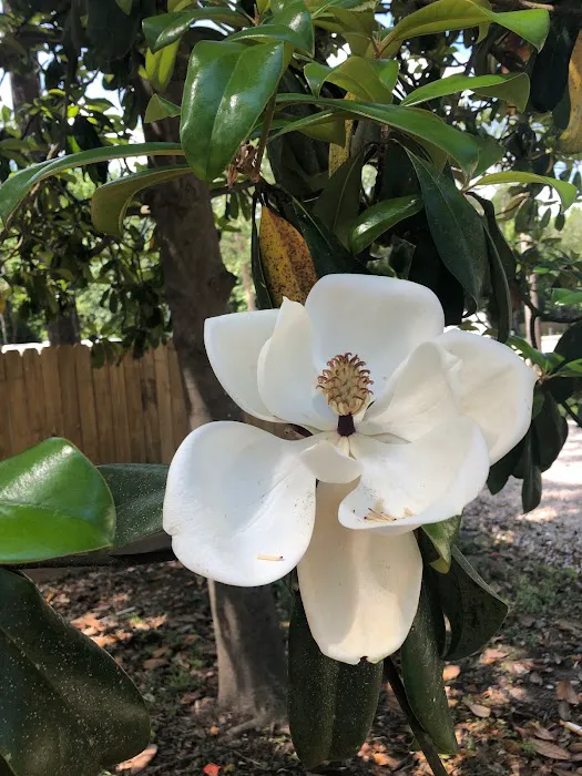 Montgomery Trails RV Park Picture 6