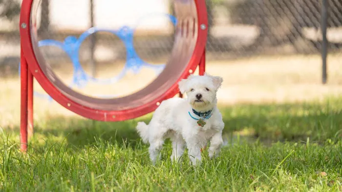 Pine Trace Picture 3