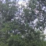 Wynnhaven Cove Mobile Home Park