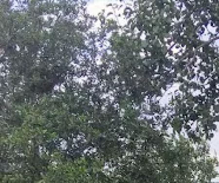 Wynnhaven Cove Mobile Home Park