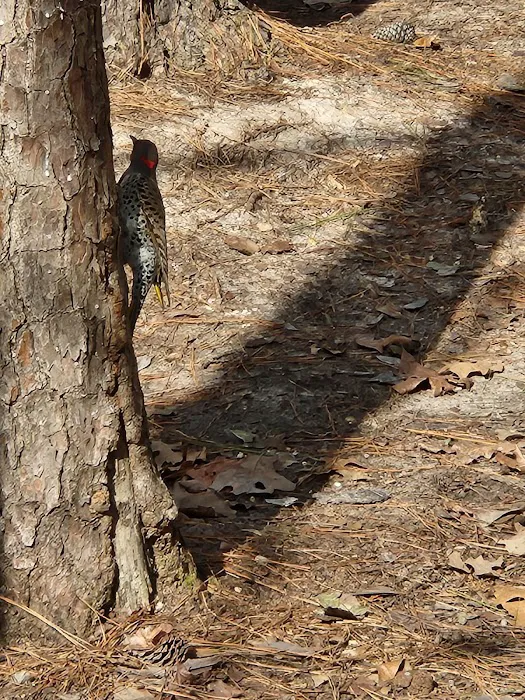 Crossett RV Park Picture 6