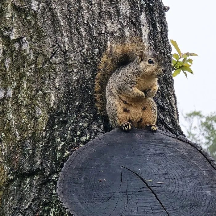 Oakhollow RV Park Picture 3