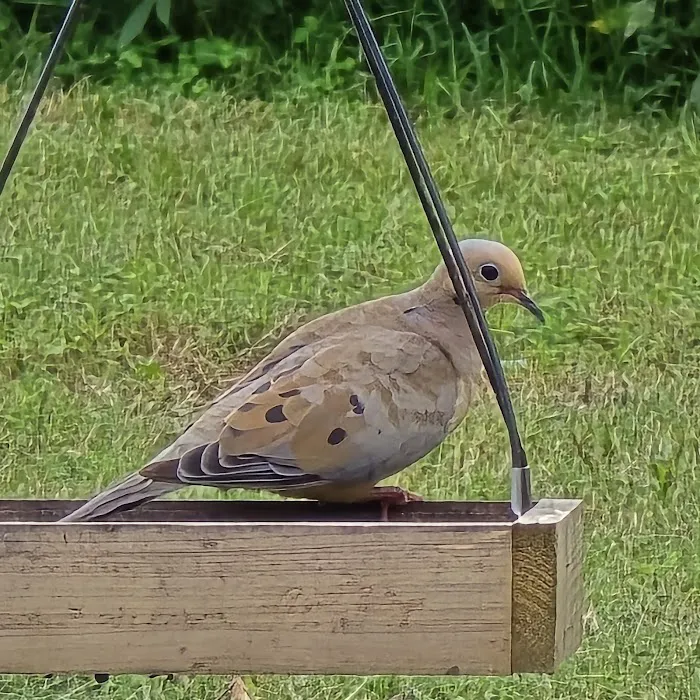 Oakhollow RV Park Picture 7