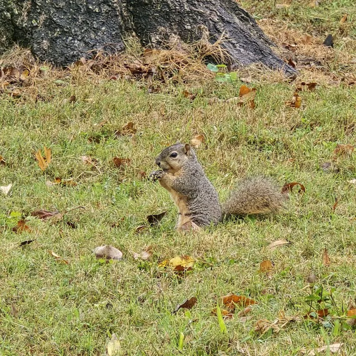 Oakhollow RV Park Picture 8