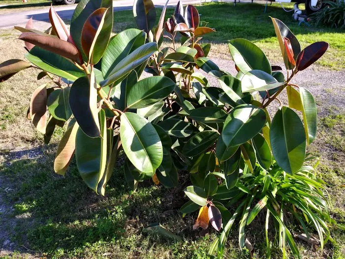 Tropical Gardens RV Park & Resort Picture 8