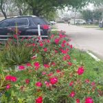 California Park & Storage