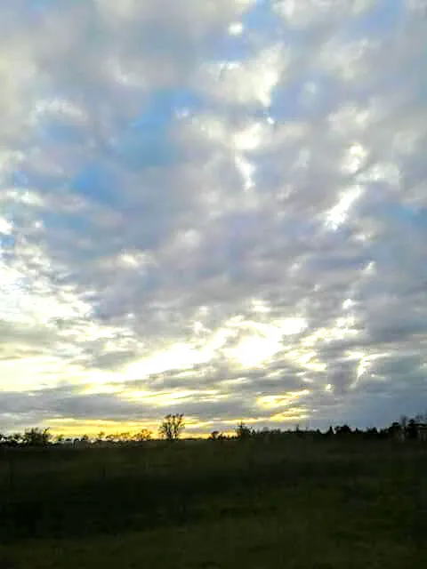 Magnolia Pines RV Park Picture 5