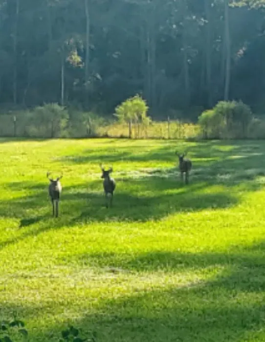 Butera RV Park Picture 8