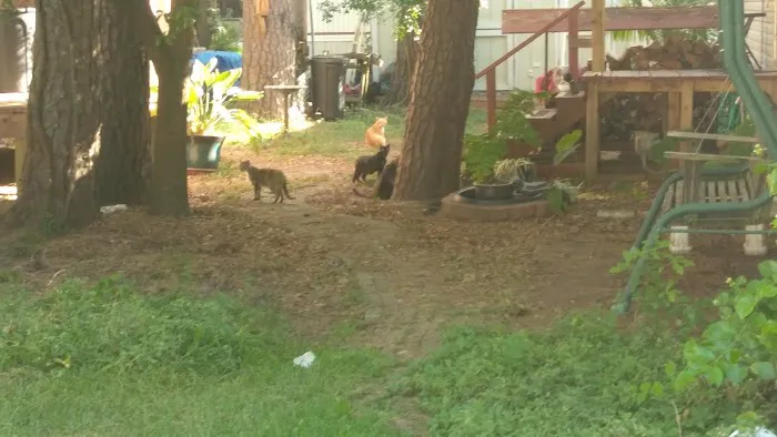 North Pines Picture 6