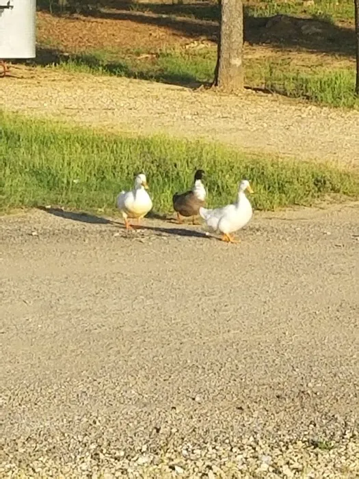 Travel Time RV Campground Picture 10