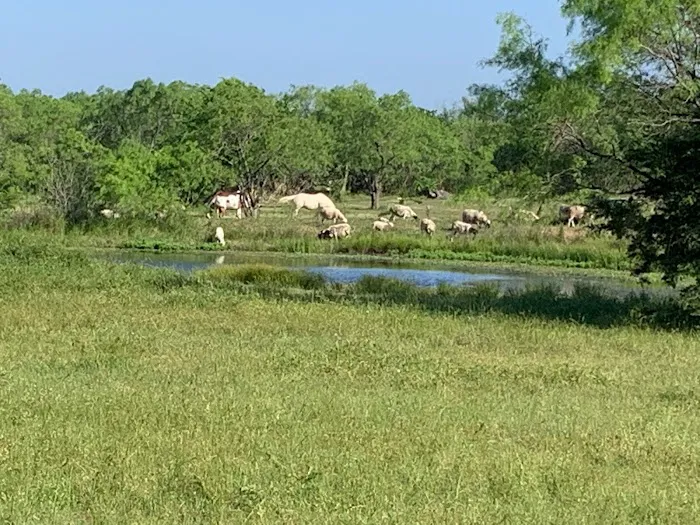 Royse City Rv Park Picture 4