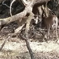Shoreline RV Park & Marina ico