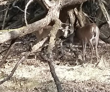 Shoreline RV Park & Marina