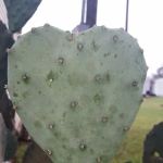 Beck Mobile Home Park