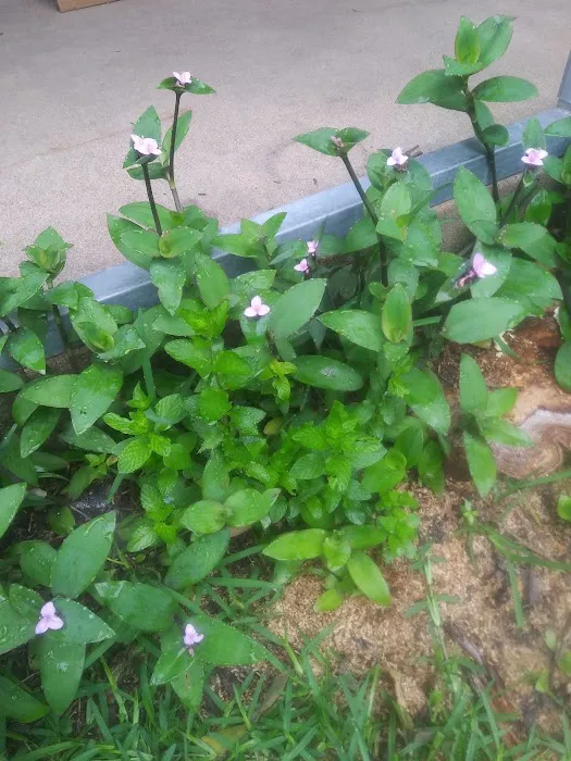 Concord RV Countryview Park Picture 8