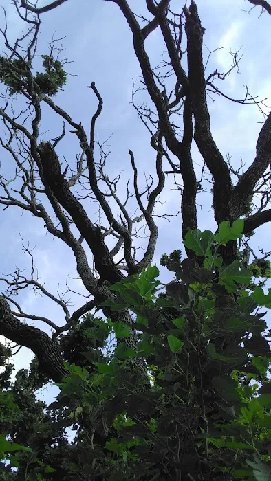 Waco, TX RV Park Picture 5