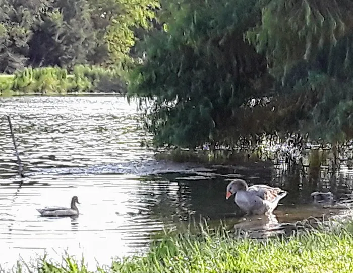 Waco RV Resort Picture 8