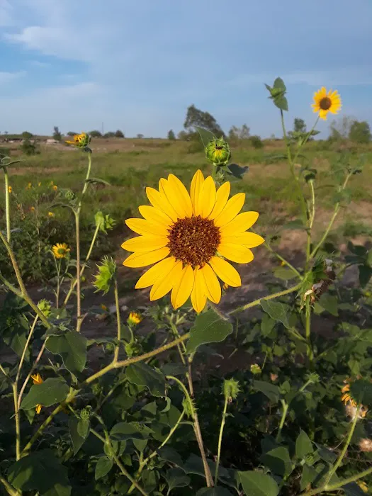 Cisco's Country Oasis RV Park Inc. Picture 6