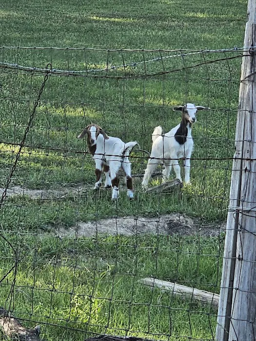 Dallas Rockwall RV PARK & Tiny Home Community Picture 10