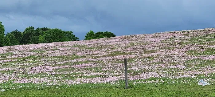 Texas Heritage RV Park Picture 5