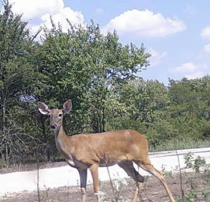 Nature Trails Staycation (RV Park) Picture 6