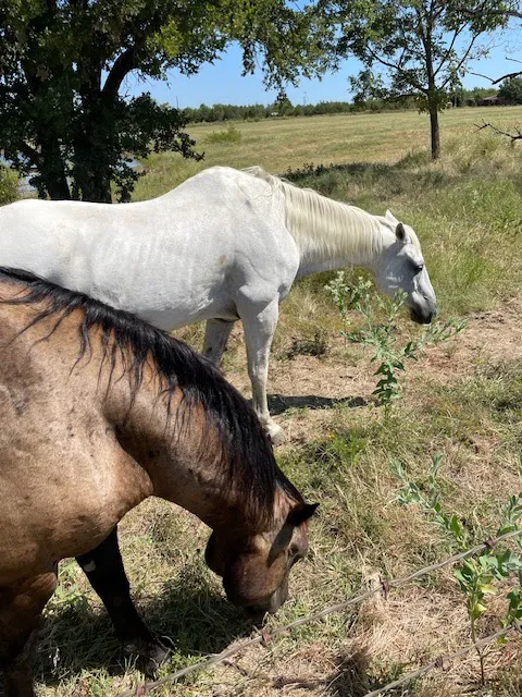 Nature Trails Staycation (RV Park) Picture 9