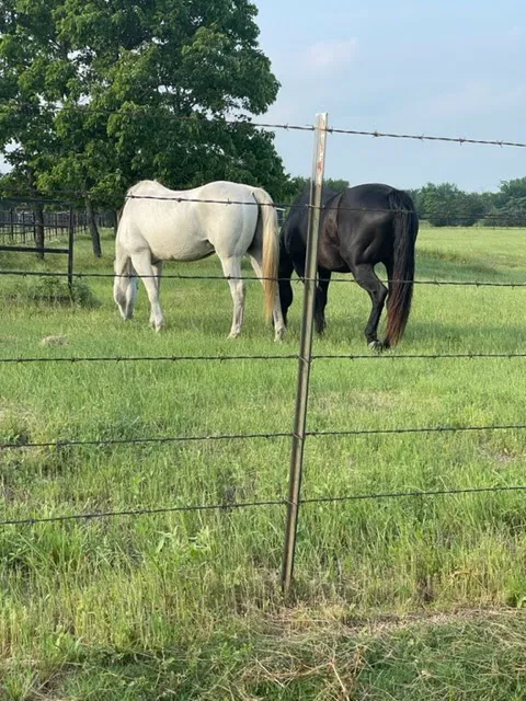 Nature Trails Staycation (RV Park) Picture 8