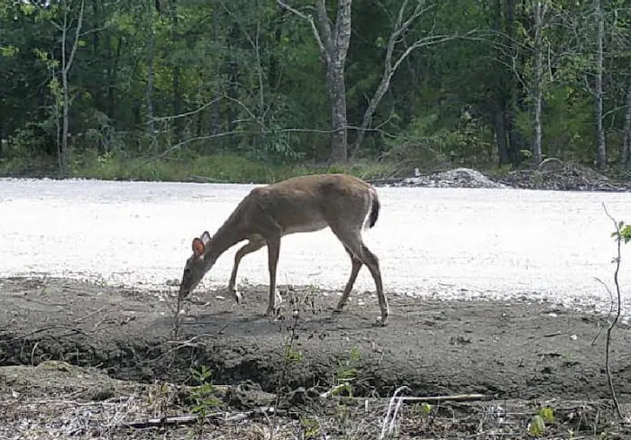 Nature Trails Staycation (RV Park) Picture 10