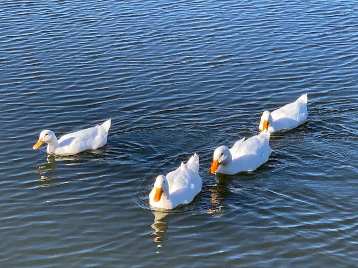 Stinson RV Park and Self-Storage Picture 7