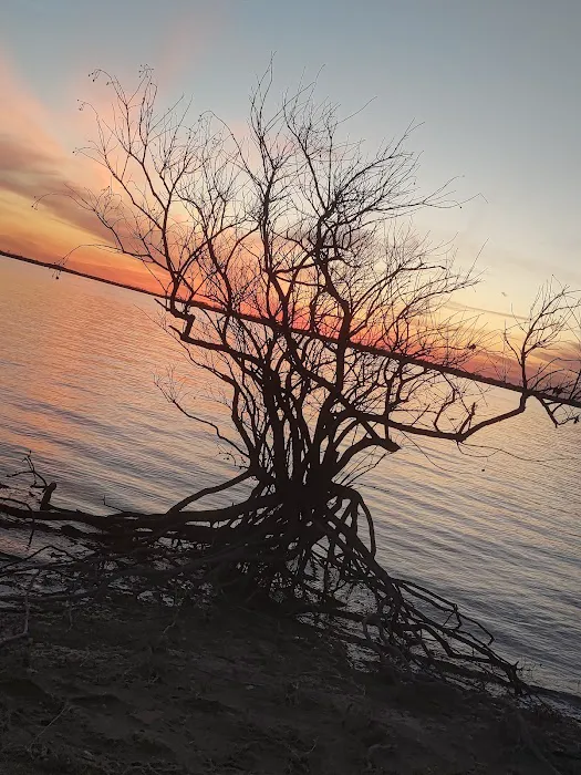 Crossed Palms Picture 5