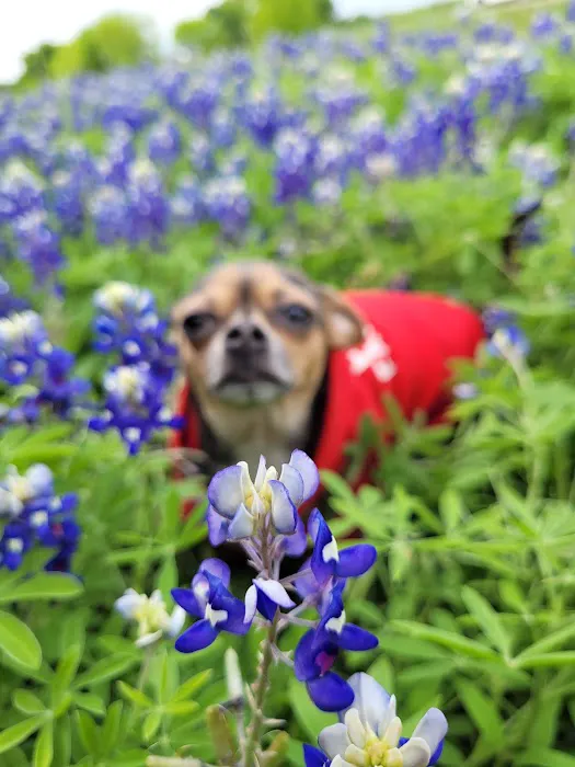 Town & Country Estate Picture 7