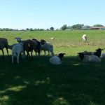 Flat Creek Farms RV Resort