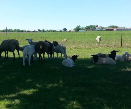 Flat Creek Farms RV Resort