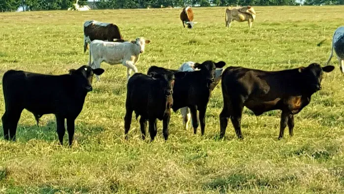 Flat Creek Farms RV Resort Picture 6