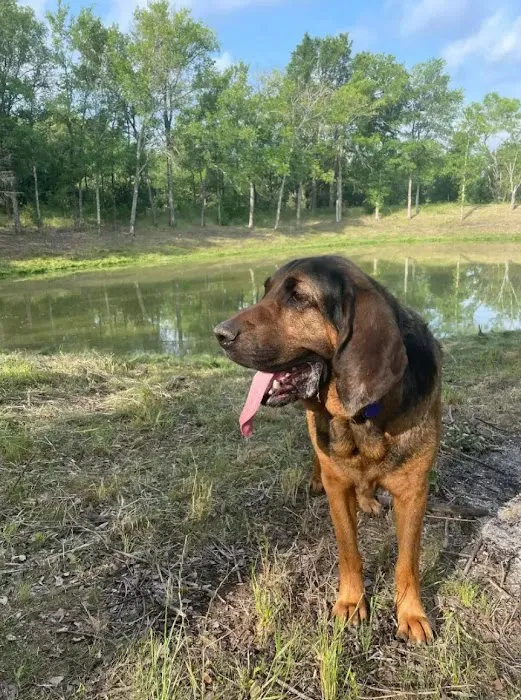 Texas Sage RV Park Picture 3