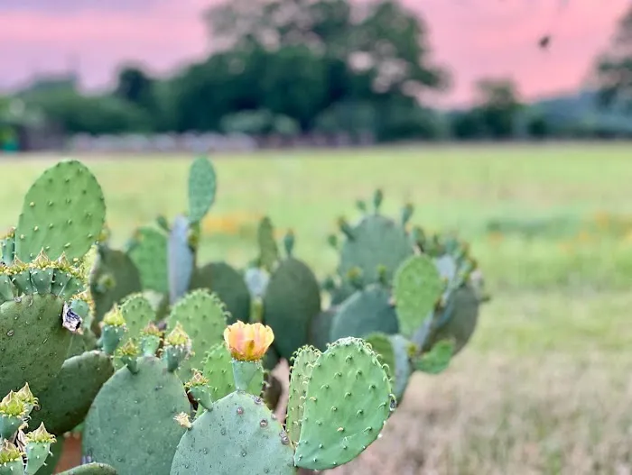 Brazos River RV Park Picture 8