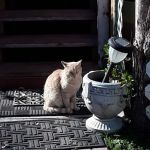 Willow Bend Mobile Park