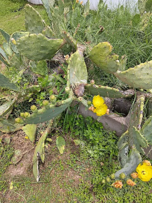 Meadow Oaks Mobile Home Picture 3