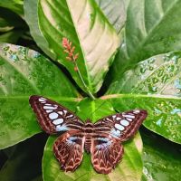 Oak Haven Estates ico