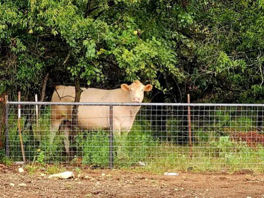 Highland Hideaway RV Resort Picture 7