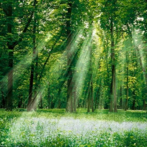 Diamond B RV Park Picture 7