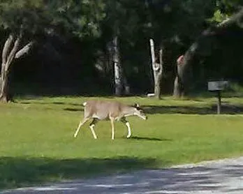 Quail Run RV Park Picture 1