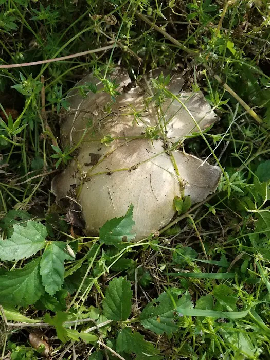 Lazy G RV Park Picture 5