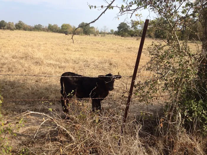 McKinney's RV Park Picture 2