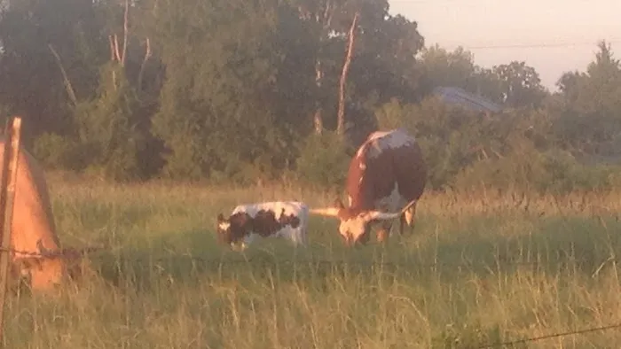 McKinney's RV Park Picture 4